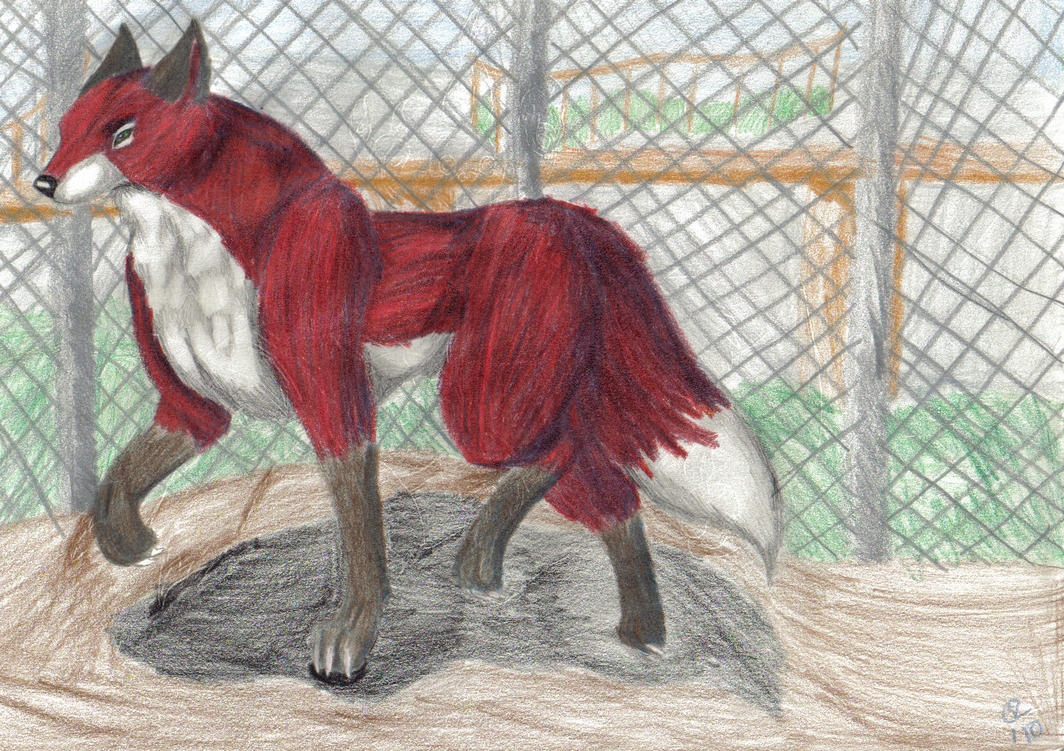 red_fox_with_a_fail_fence_by_elventigress-d30n88s.jpg