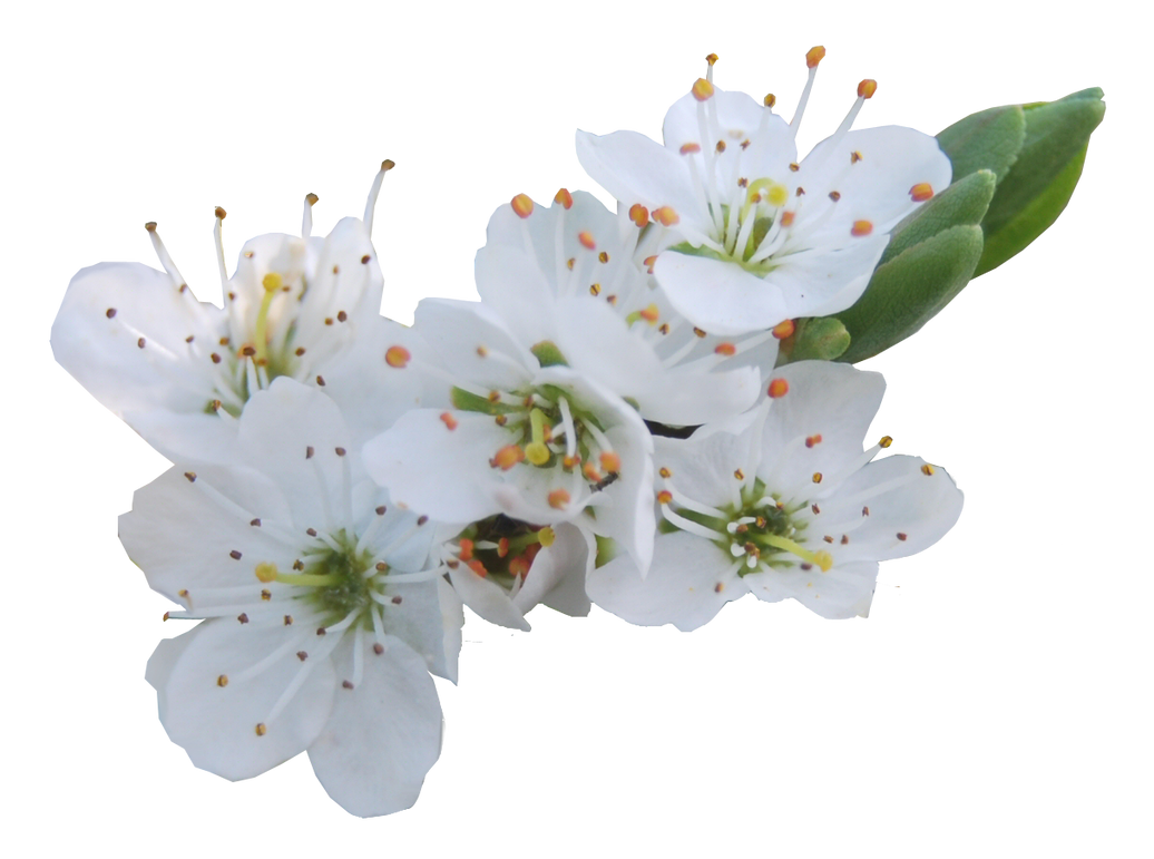 blossom_png___by_alzstock-d5pd87x.png