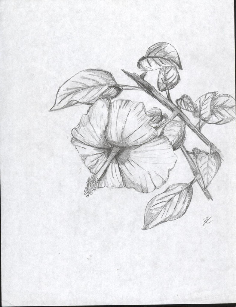 Hibiscus flower sketch by