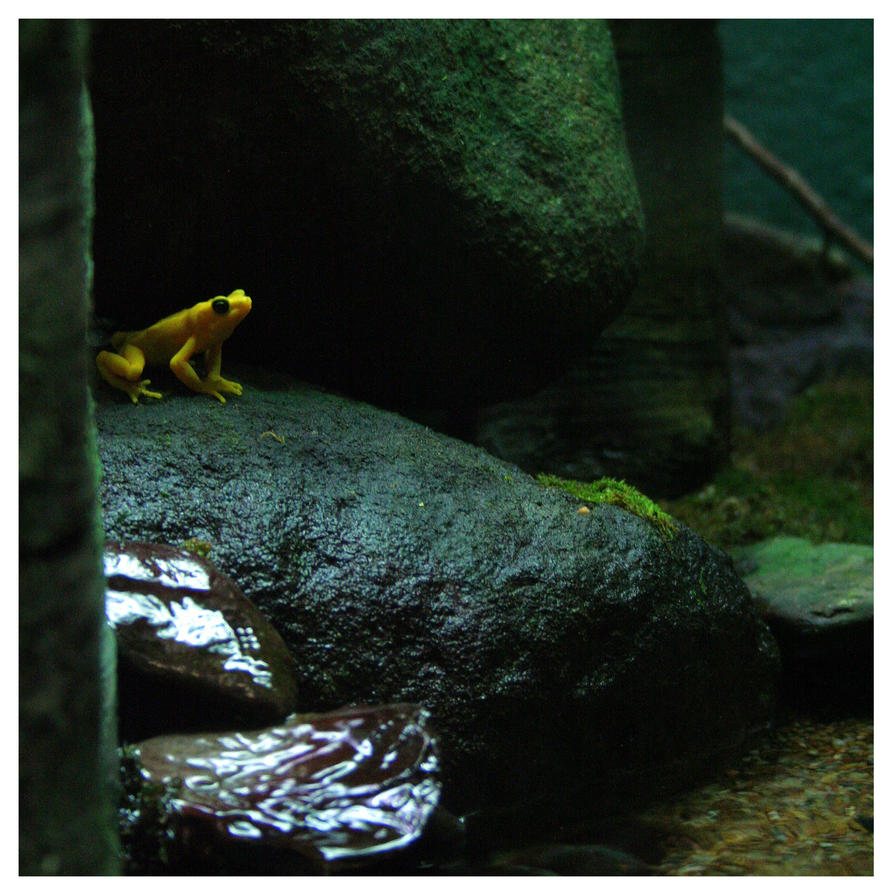 Yellow frog.