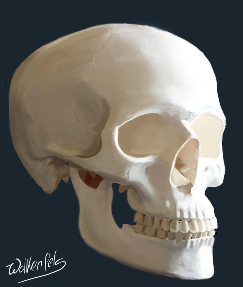 [Image: skull_study_next_try_by_wolkenfels-d53lrat.jpg]