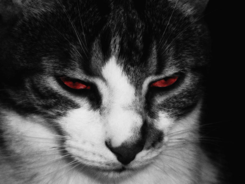 Devil Cat [1991]