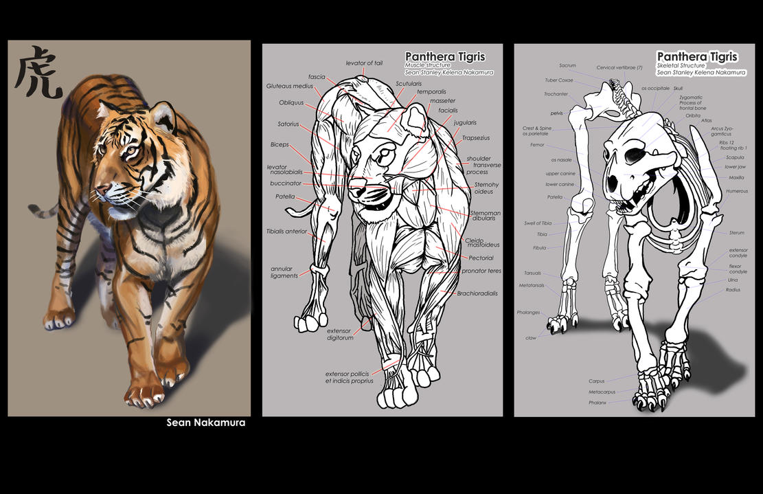 tiger_study_by_stanstill-d352td0.jpg