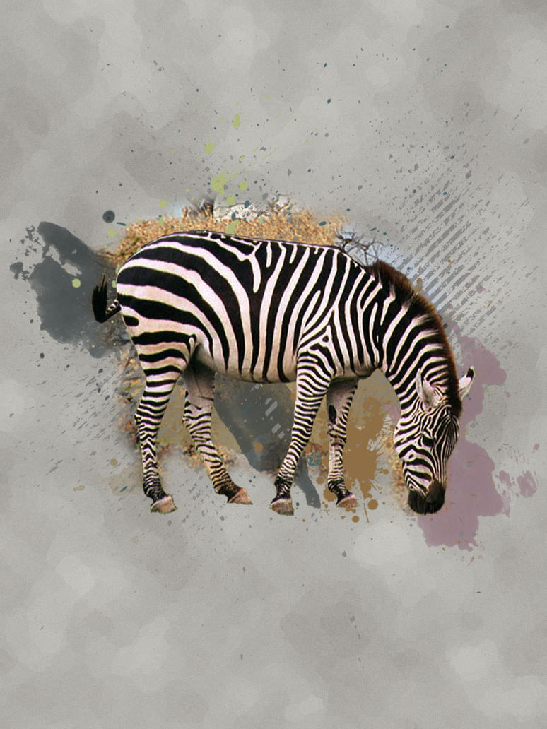 Zebra love by DreamCatcher