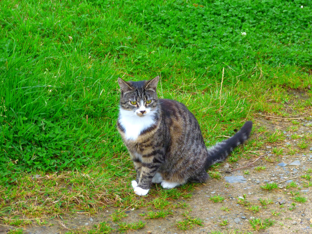 my_cat_outside_by_lightningtremlett-d45md54.jpg