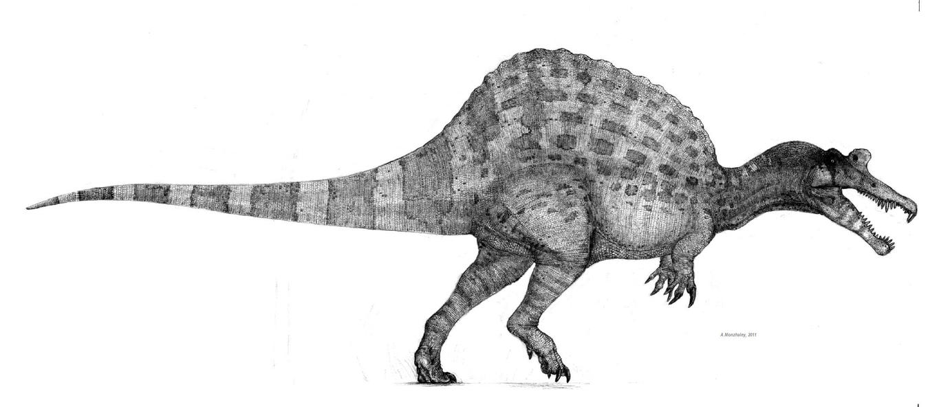 http://th00.deviantart.net/fs71/PRE/i/2011/059/d/6/spinosaurus_by_monopteryx-d3altrs.jpg