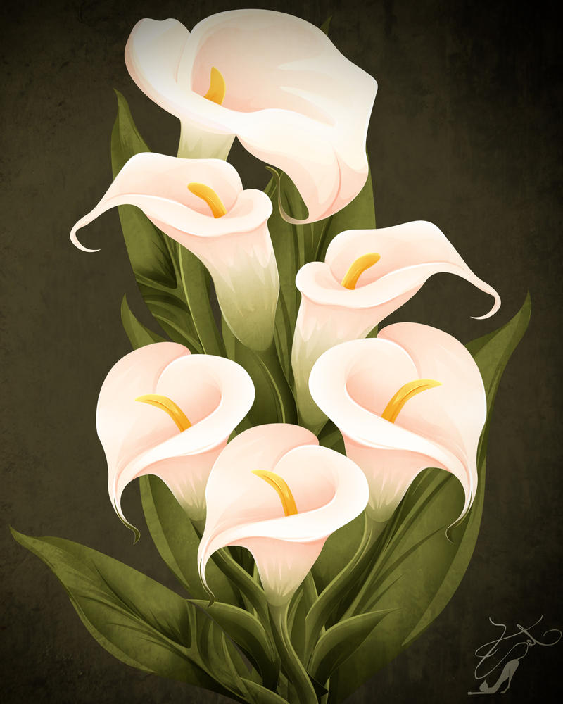 clip art calla lily flower - photo #28