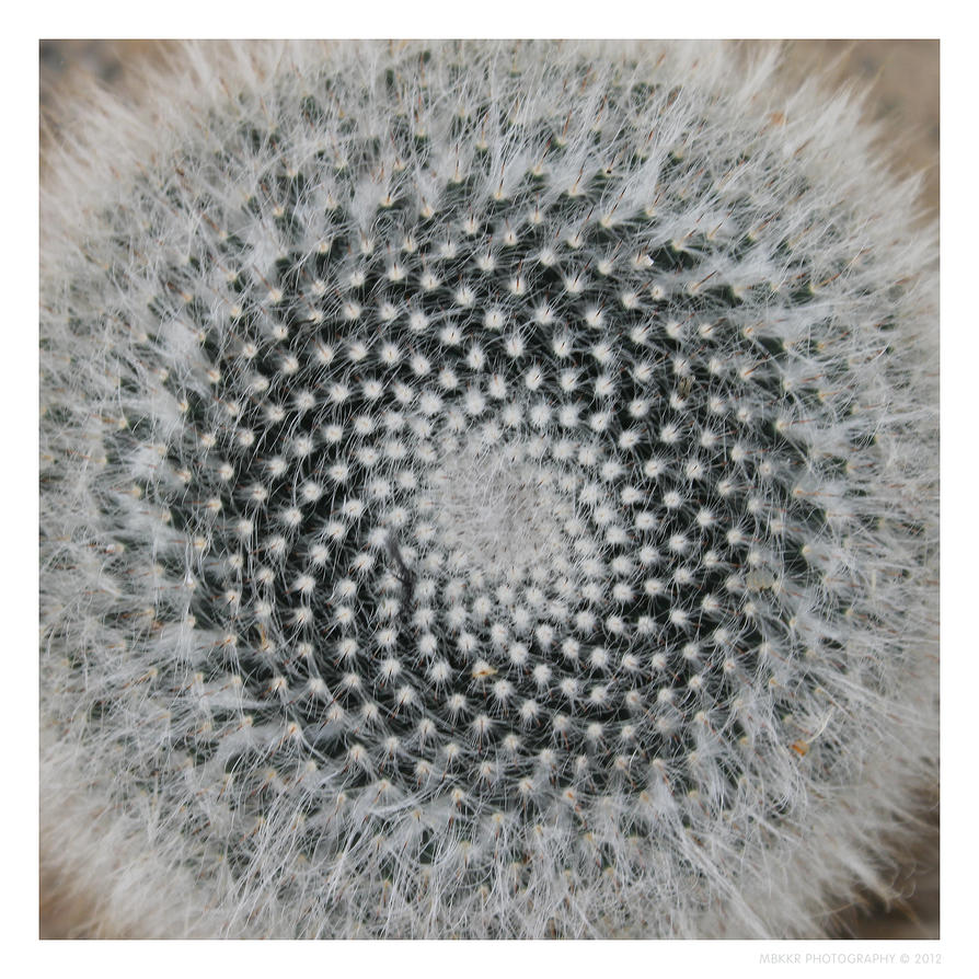 fibonacci_spiral_in_cactus_by_mbkkr-d5g1